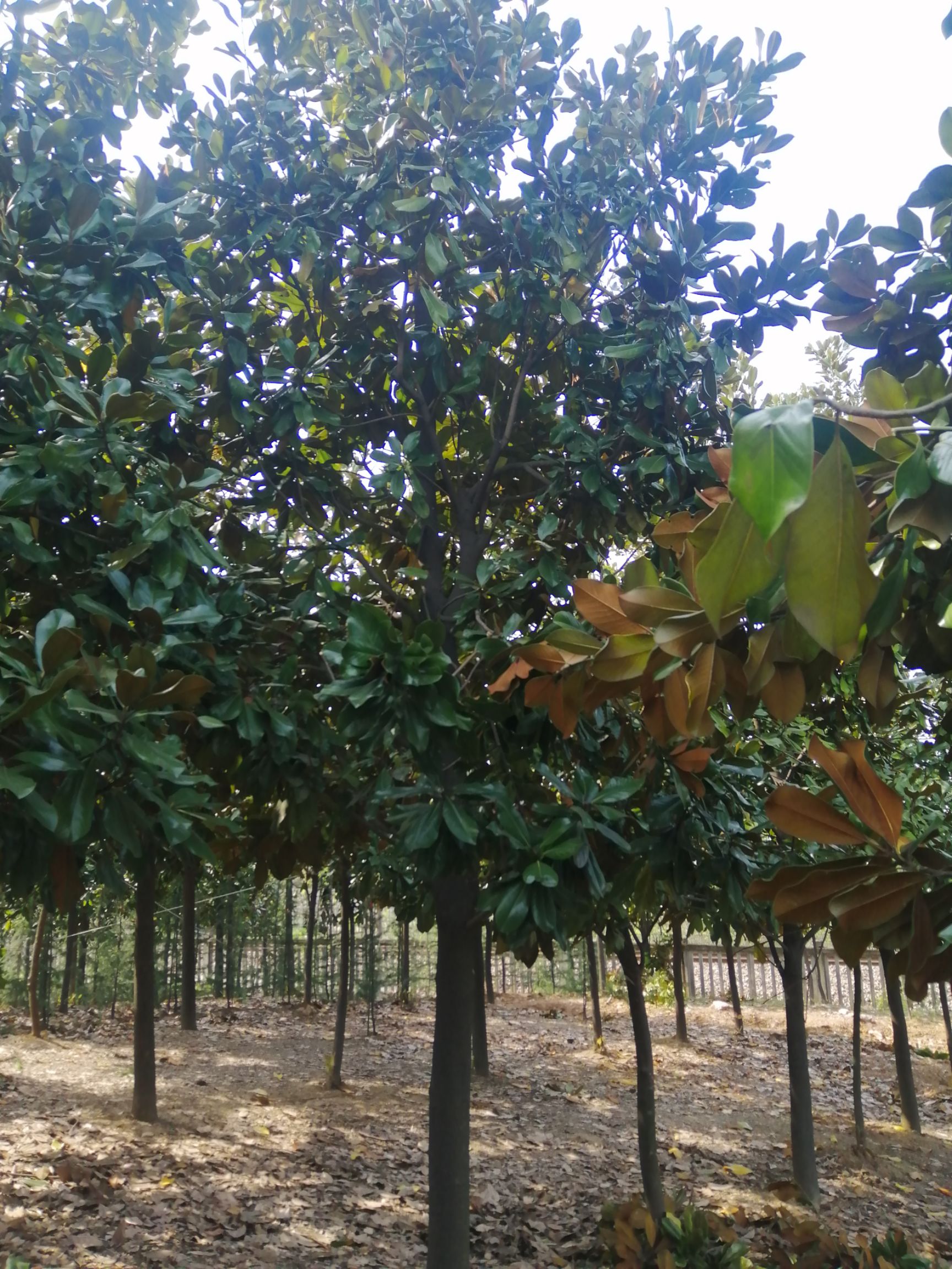 广玉兰大量供应，量大从优，规格齐全