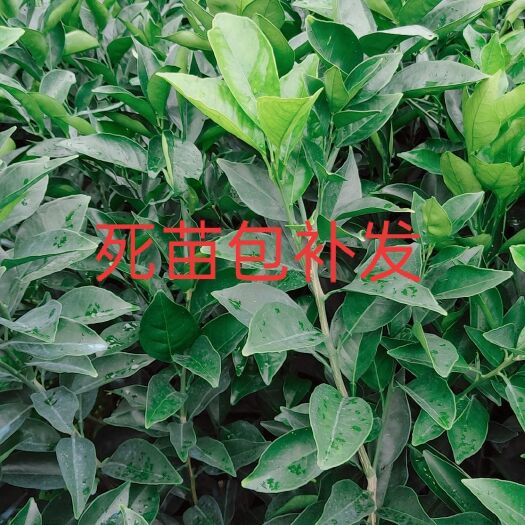 秀山 纽荷尔脐橙苗，好苗正在热卖中，需要的联系我