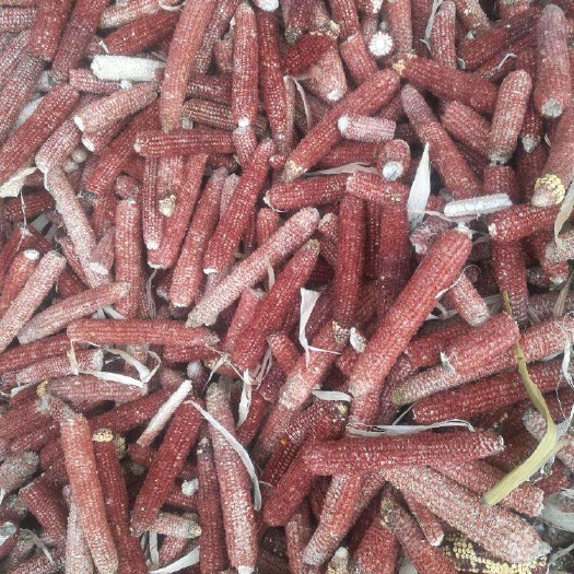 林甸县玉米芯 玉米瓤子