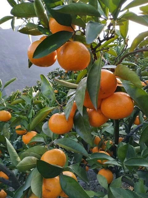 沙糖桔 台州蜜桔，果肉甜，无渣。