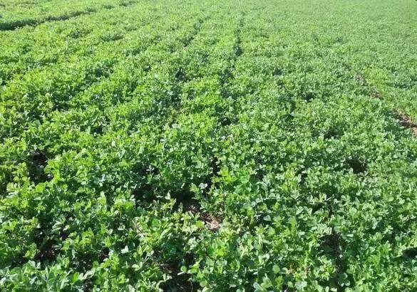枣强县 2021年头茬苜蓿芽（预售）