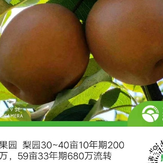 北京果园  8年期40亩梨园，200万。59亩33年梨园