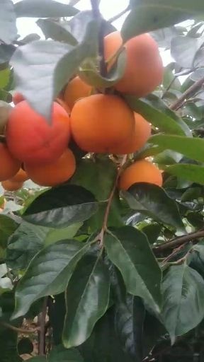 扶风县脆柿苗  阳丰脆柿子苗