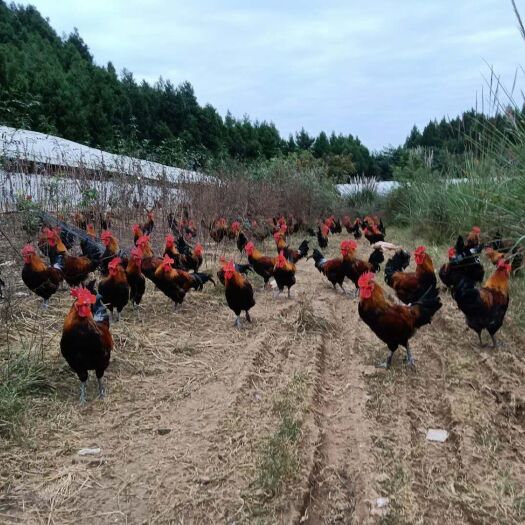 三台县 正宗散养瑶鸡出售