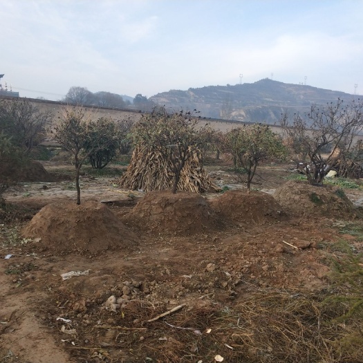 康乐县观赏牡丹 适合各种别墅独院，酒店豪宅，家用盆栽，常年供货，免费送货上门