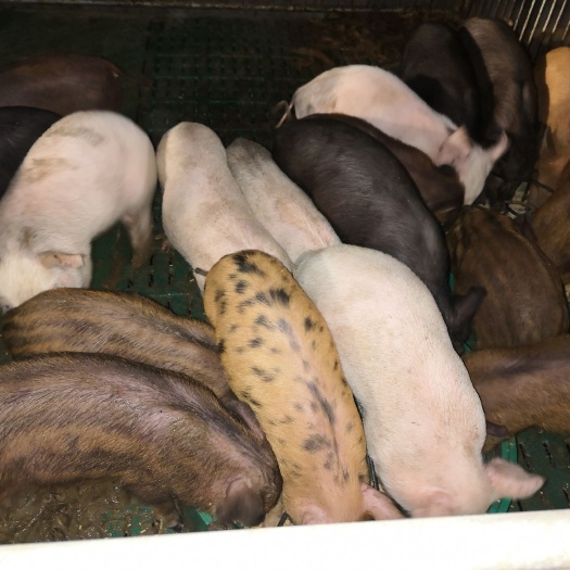 土猪苗  黄金寨力晨山庄生态养殖，黑土猪，二代山猪仔猪