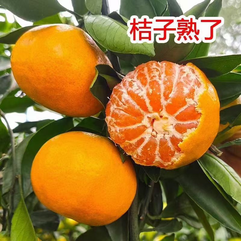 石门蜜橘 石门橘子