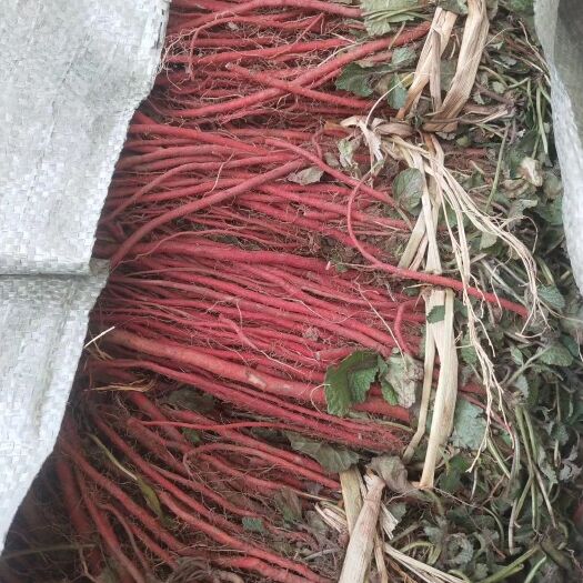 莒县优质丹参种苗，