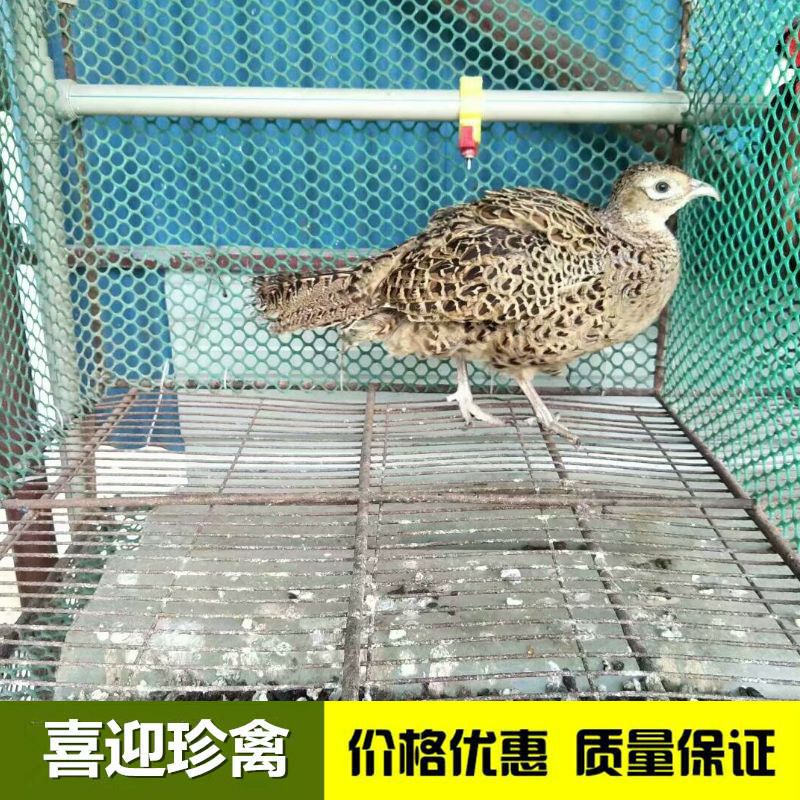 广东厂家自孵化山鸡苗，一手货源，价格便宜，七彩山鸡苗