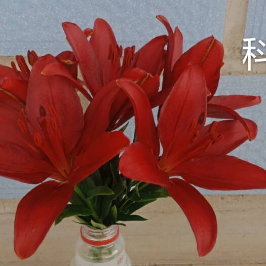 凌源市百合种球 亚洲百合，科利尼奥，耐寒品种，红色大花，可在东北地区室外过冬