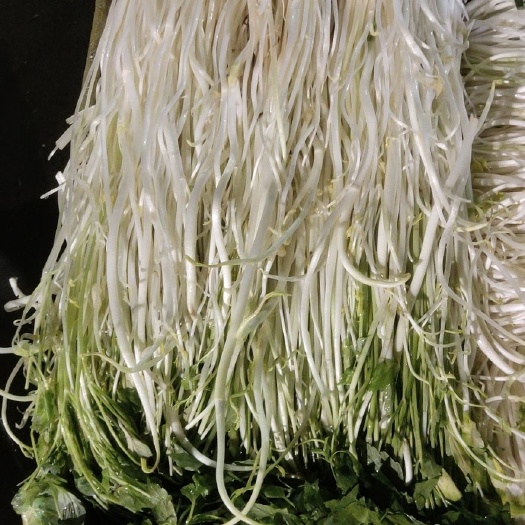 南京白芹 纯绿色蔬菜，味道鲜美，冬季好储存，耐寒。。