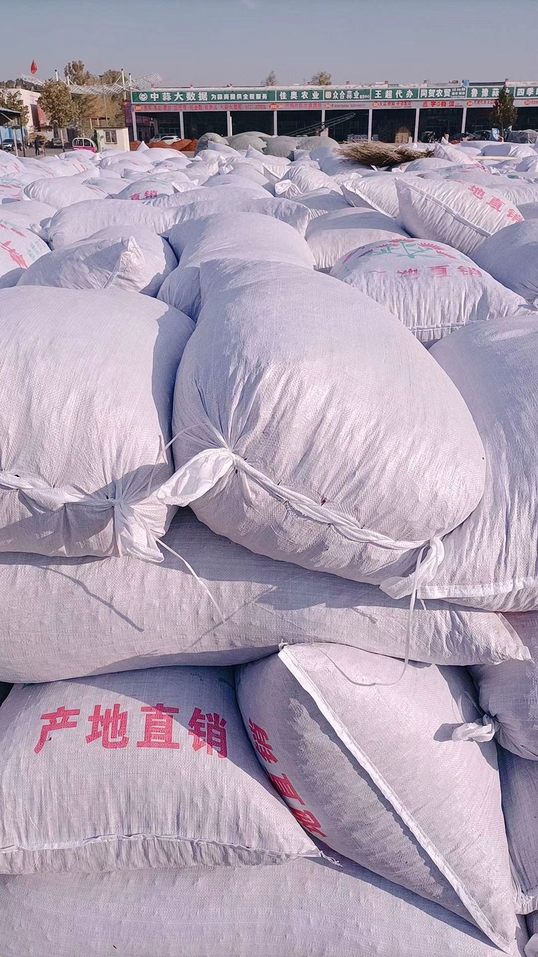 三樱干辣椒  山东金乡三英干辣椒精品通货9成干