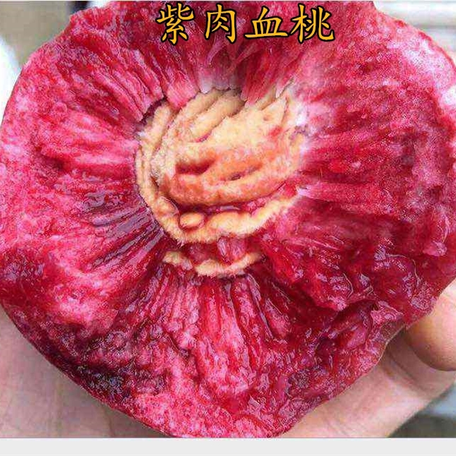 血桃苗  紫肉血桃，桃树苗，产地直销量，大可以来实地考察适合