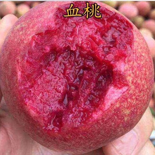 血桃苗  紫肉血桃，桃树苗，产地直销量，大可以来实地考察适合