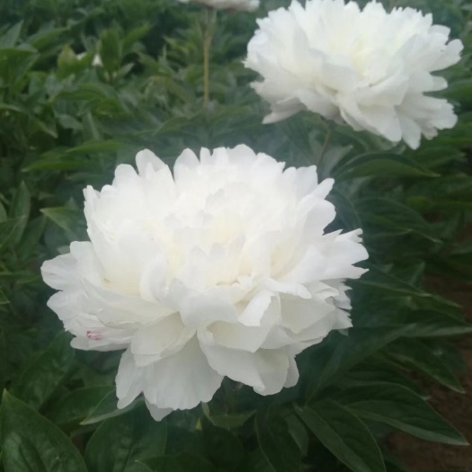 菏泽多花芍药  纯白色芍药，