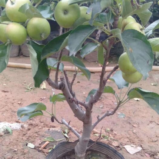 泰安维纳斯黄金苹果苗 