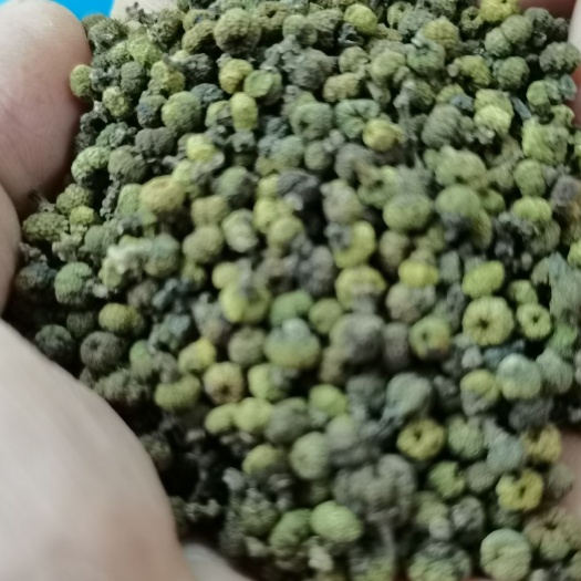 锦屏县 吴茱萸干货