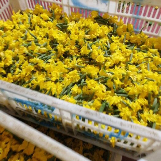 寿光市荷兰小黄瓜  小黄瓜花，小黄瓜乳瓜花