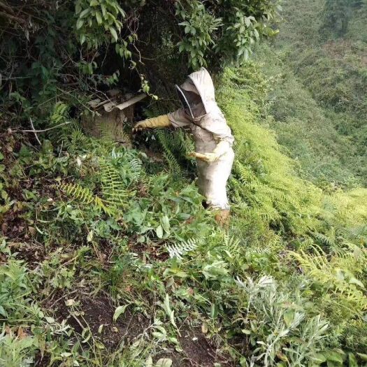 个旧市纯土蜂蜜，云南红河州个旧市乡村里