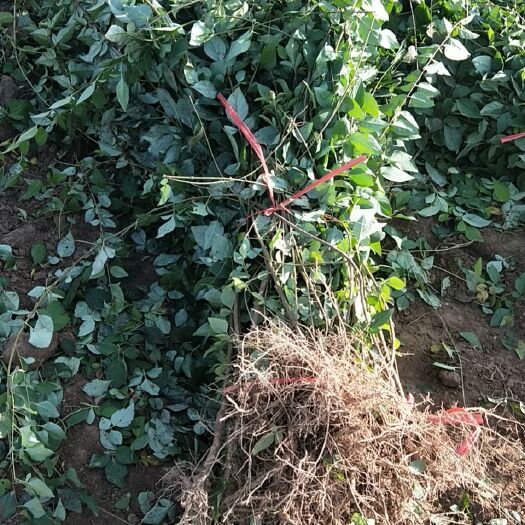 绛县1年至3年生药用连翘苗，连翘苗价格