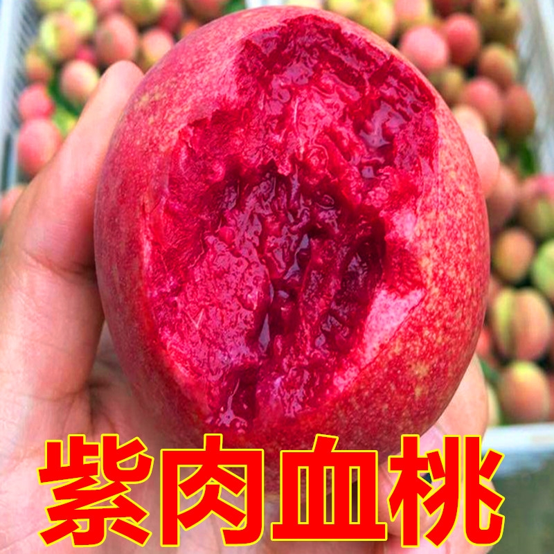 血桃苗  紫肉血桃，桃树苗，产地直销量，大可以来实地考察适合