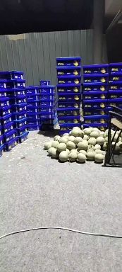网纹瓜 山东网文瓜 哈密瓜 口口蜜 玲珑密 美华 QQ蜜 甜