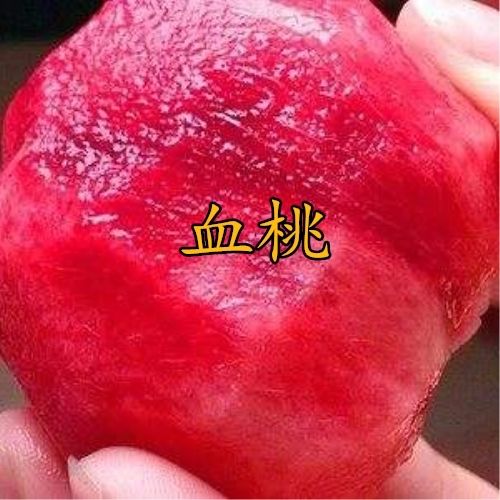 血桃苗  紫肉血桃，桃树苗，产地直销量，大可以来实地考察适合