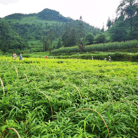 金佛山方竹苗两年苗一年苗