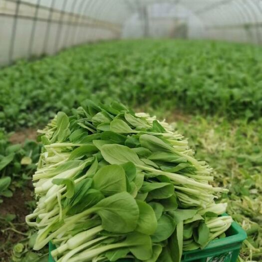 上海鸡毛菜青菜小青菜鹅毛菜