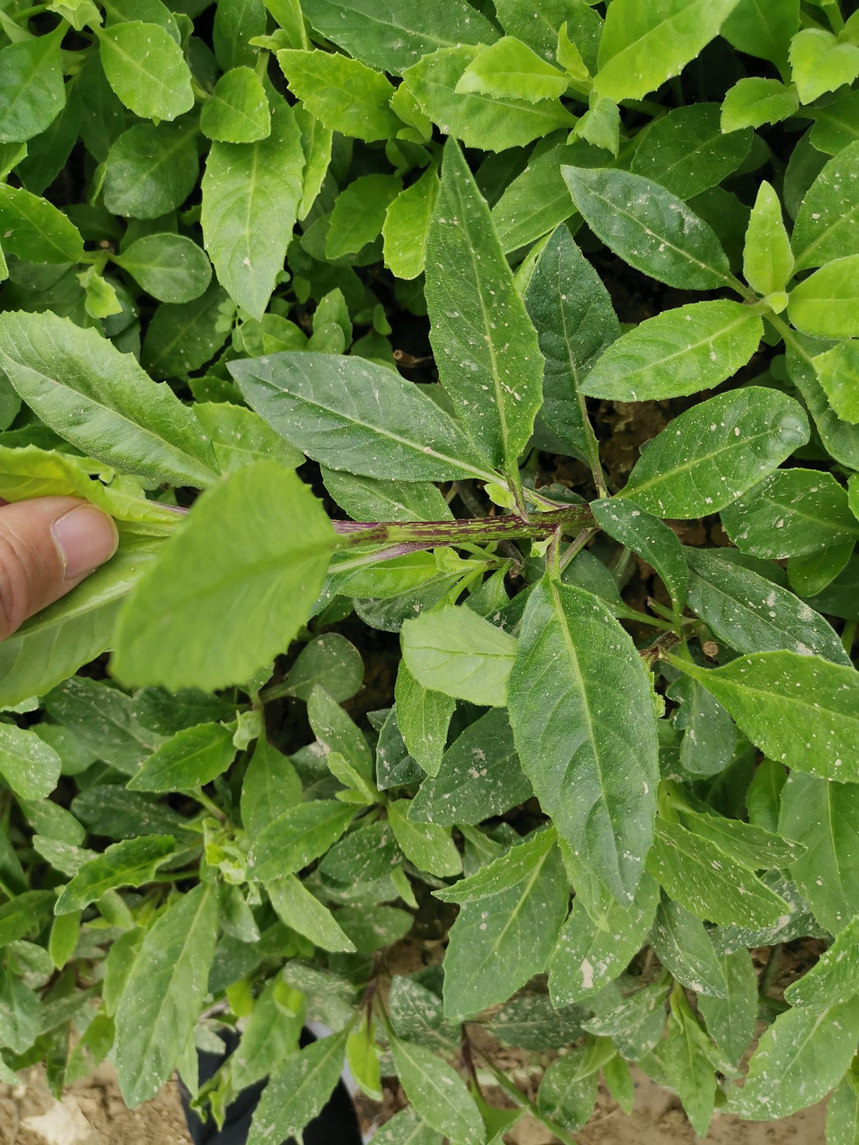 富贵菜苗  明月草种子平卧三七白凤菜红茎白背三七种苗批发