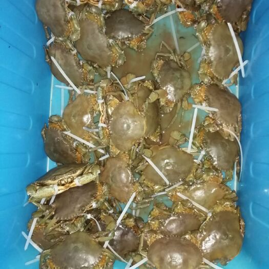 恩平市 青蟹批发，羔蟹