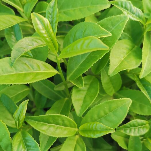 黄玫瑰茶苗批发 一年生冬插苗 福建福安甘棠苗圃直销