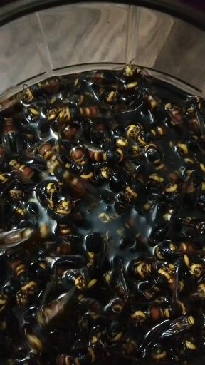 浦北县马蜂  黑尾虎头蜂，活蜂，新鲜蜂蛹，冰冻蜂蛹，广西浦北长寿之乡天然产