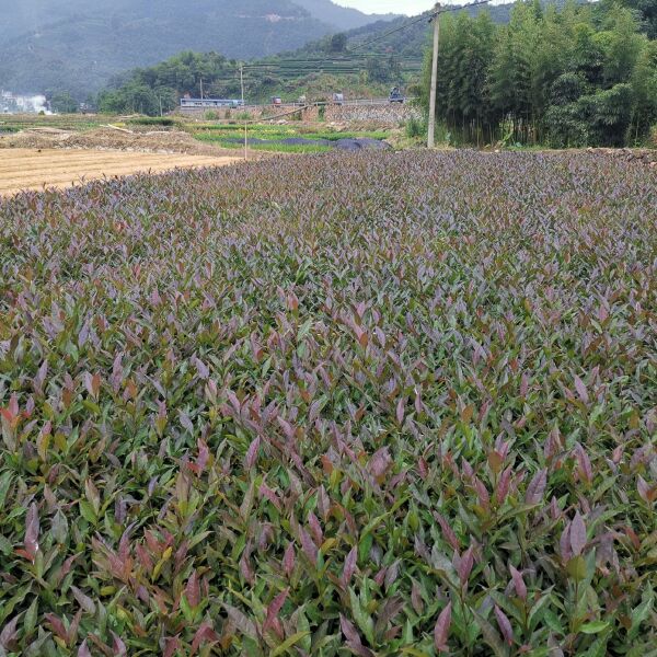 紫鹃茶树苗  云南紫娟茶树苗 一年生冬插苗福建福安茶苗