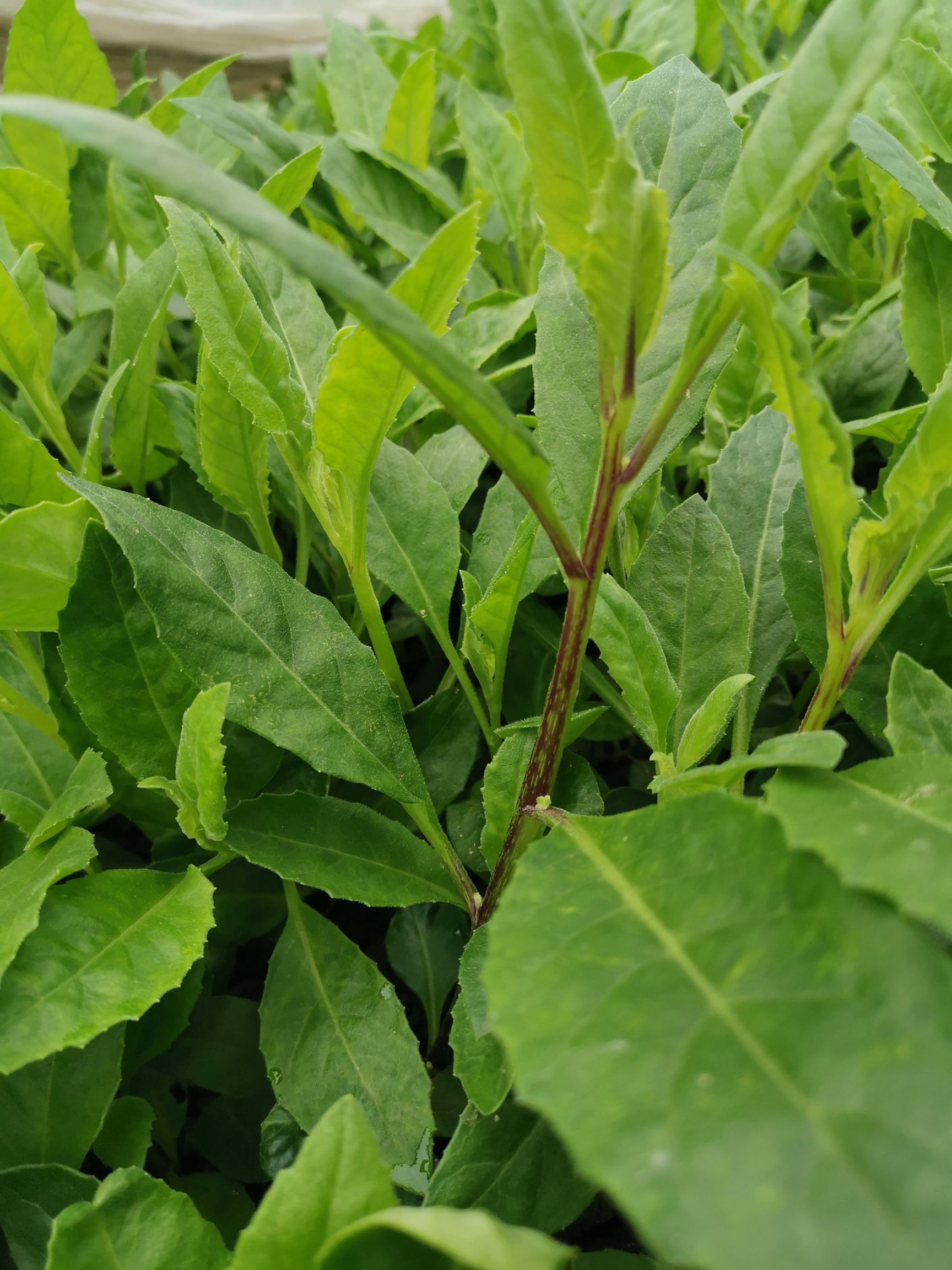 富贵菜苗  明月草种子平卧三七白凤菜红茎白背三七种苗批发