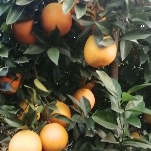 信丰县安西脐橙  十几年的老树，橙香汁浓
