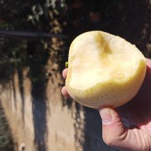 泰安维娜斯黄金苹果树苗  维纳斯黄金，成熟期十月中下旬，果个中型，甜度，丰产早产