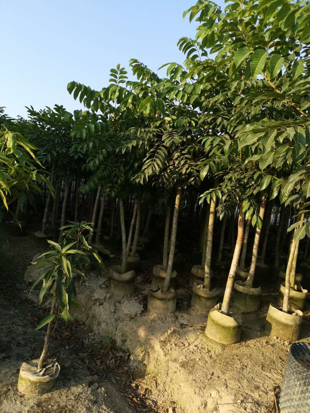 黑橄榄苗  乌橄榄直生苗（带营养杯）