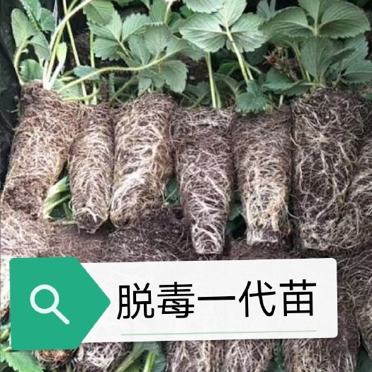 临沂妙香3号草莓苗  草莓苗，2021年春季种苗