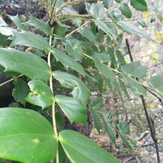 秭归县十大功劳，纯山货大苗，量大可以价格可详谈