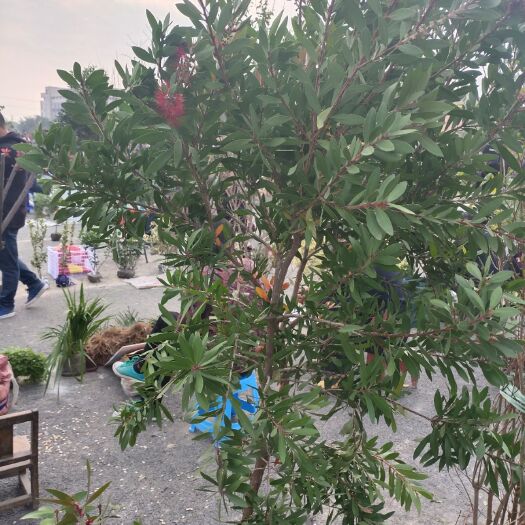 绍兴 红千层大量