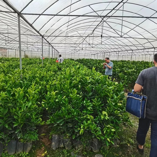 安远县赣南脐橙苗 江西赣州纽荷尔脐橙杯苗