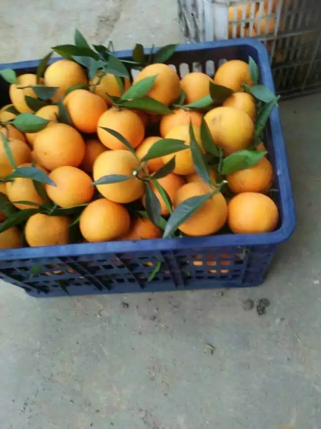 汉寿县埃及糖橙