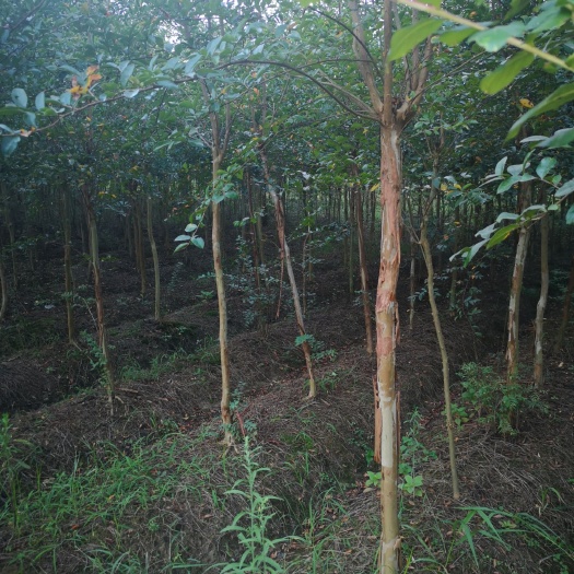 龙山县红花紫薇  紫薇树苗，10年树龄。1000棵左右。价格从优。