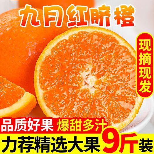 秭归县九月红脐橙  脐橙秭归橙子九月红果冻橙孕妇水果现摘现发顺丰包邮