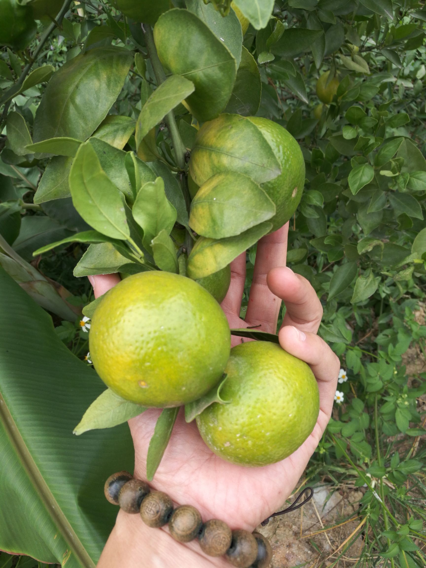 增城皇帝柑是既增城丝苗米和挂绿荔枝又一具有本土特色的绿色