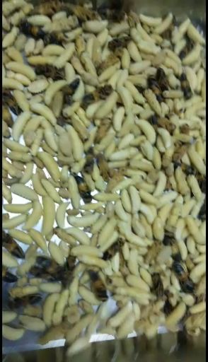 马蜂  黑尾虎头蜂，活蜂，新鲜蜂蛹，冰冻蜂蛹，广西浦北长寿之乡天然产
