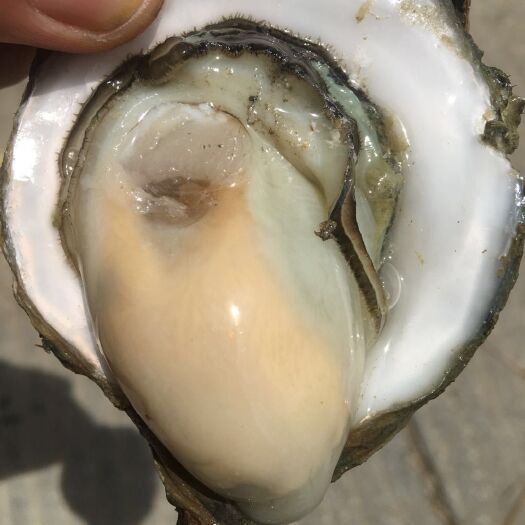 北海北部湾生蚝  北部湾厚壳脆口生蚝 （2.5两-4两/个）