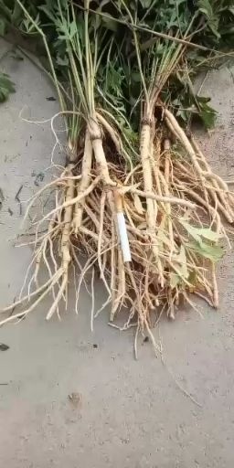大荔县防风地里现货