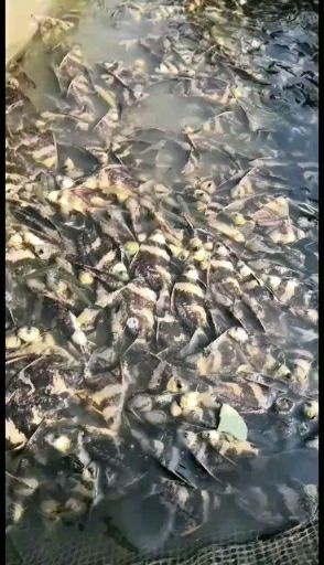 贵阳清波鱼鱼苗 青波鱼苗  胭脂苗，量大从优，欢迎订购。